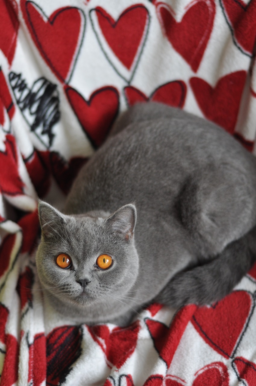 cat british shorthair cat pet free photo