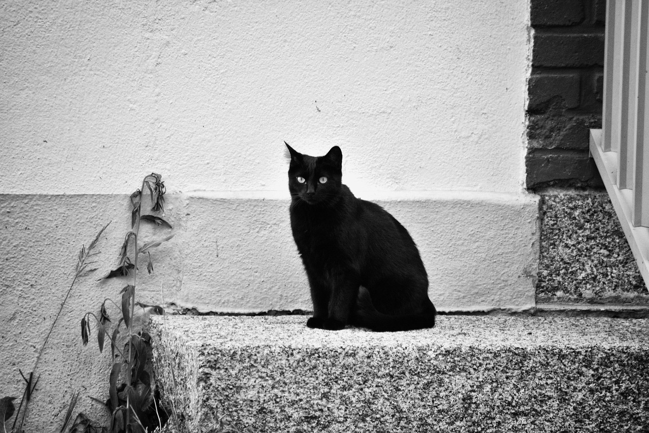 cat feline black free photo