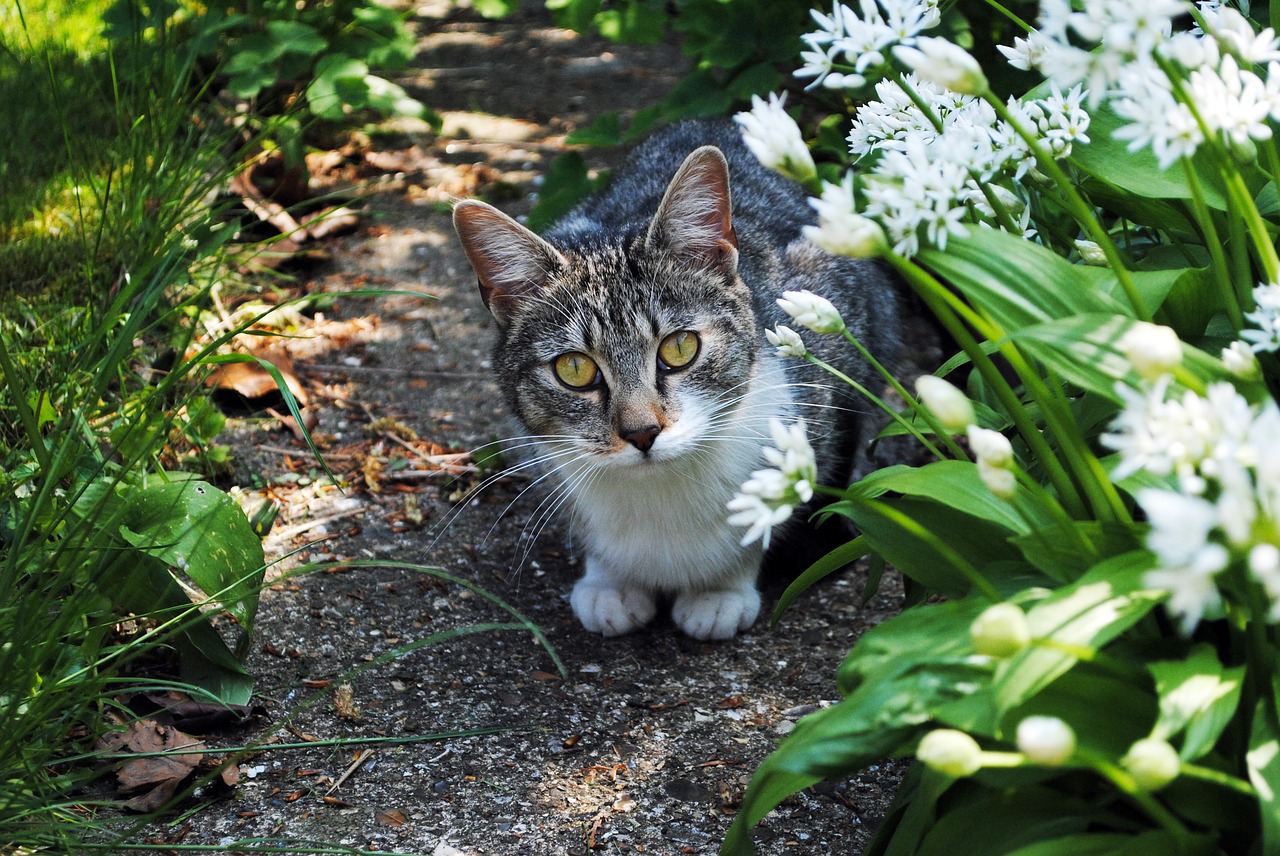 cat garden pet free photo