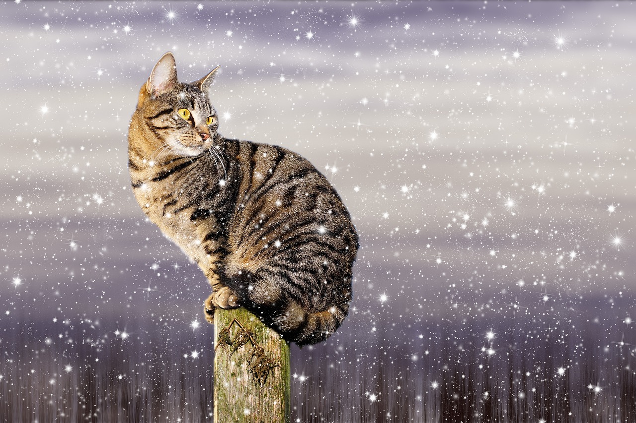 cat snow winter free photo