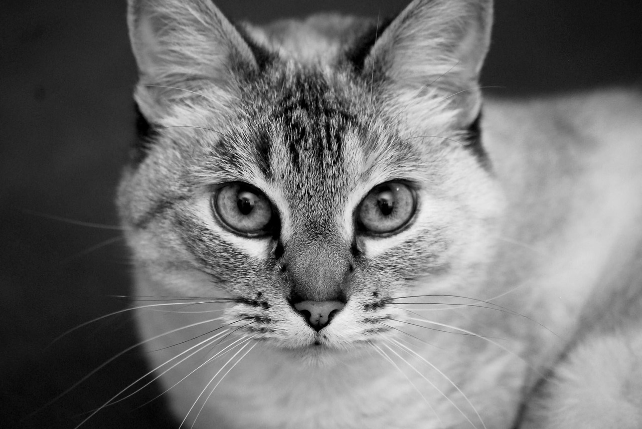 cat portrait black and white free photo