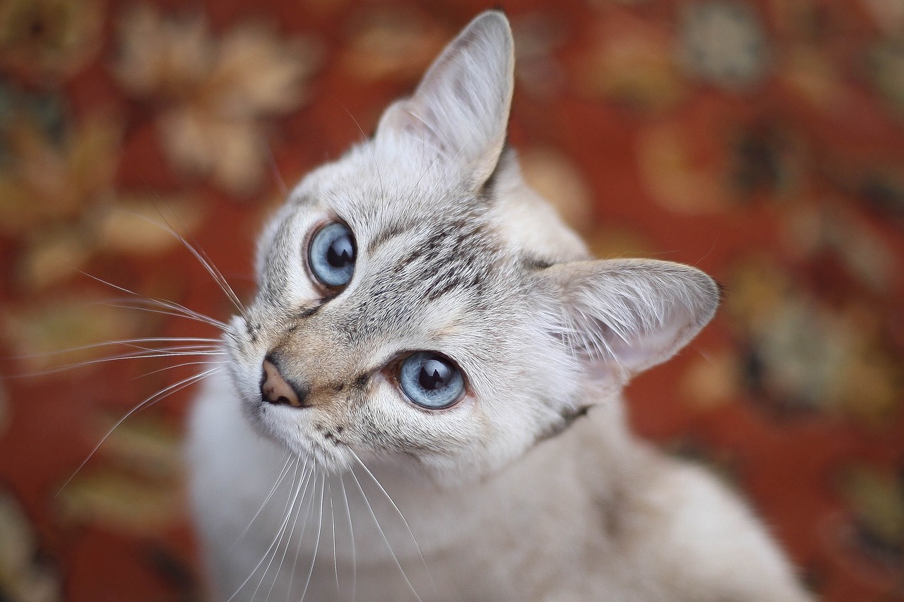 cat white blue eyes free photo