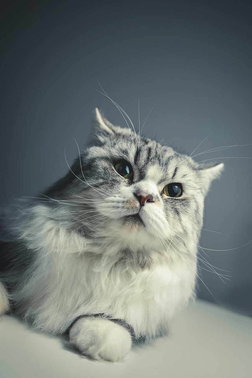 cat persian breed black grey free photo