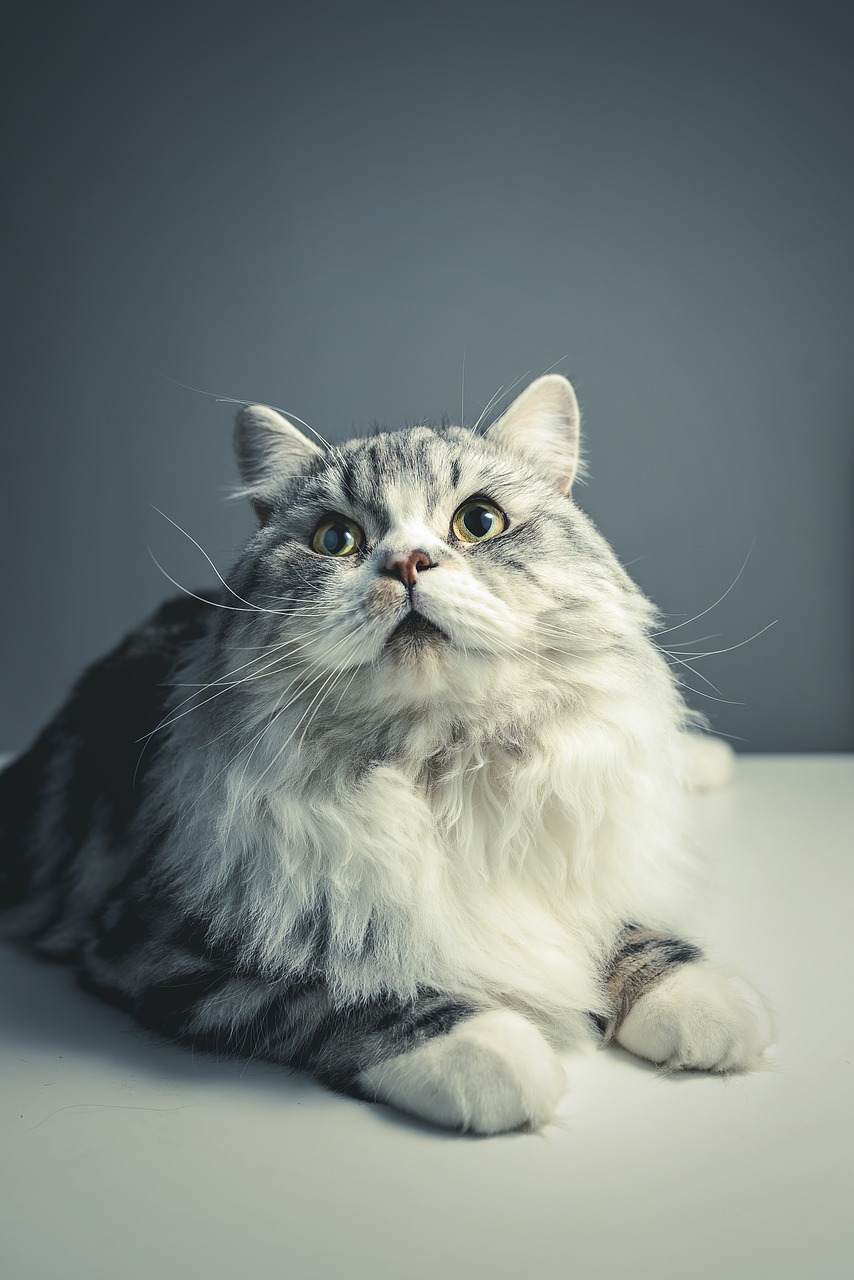 cat persian breed black grey free photo