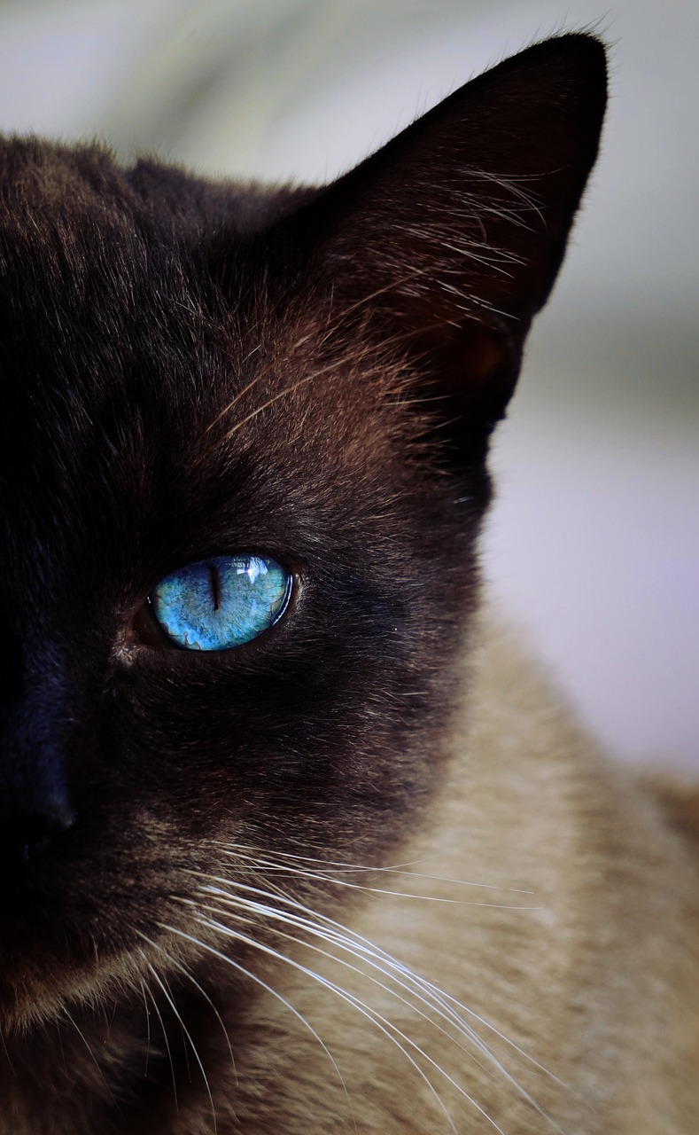 cat siamese blue free photo