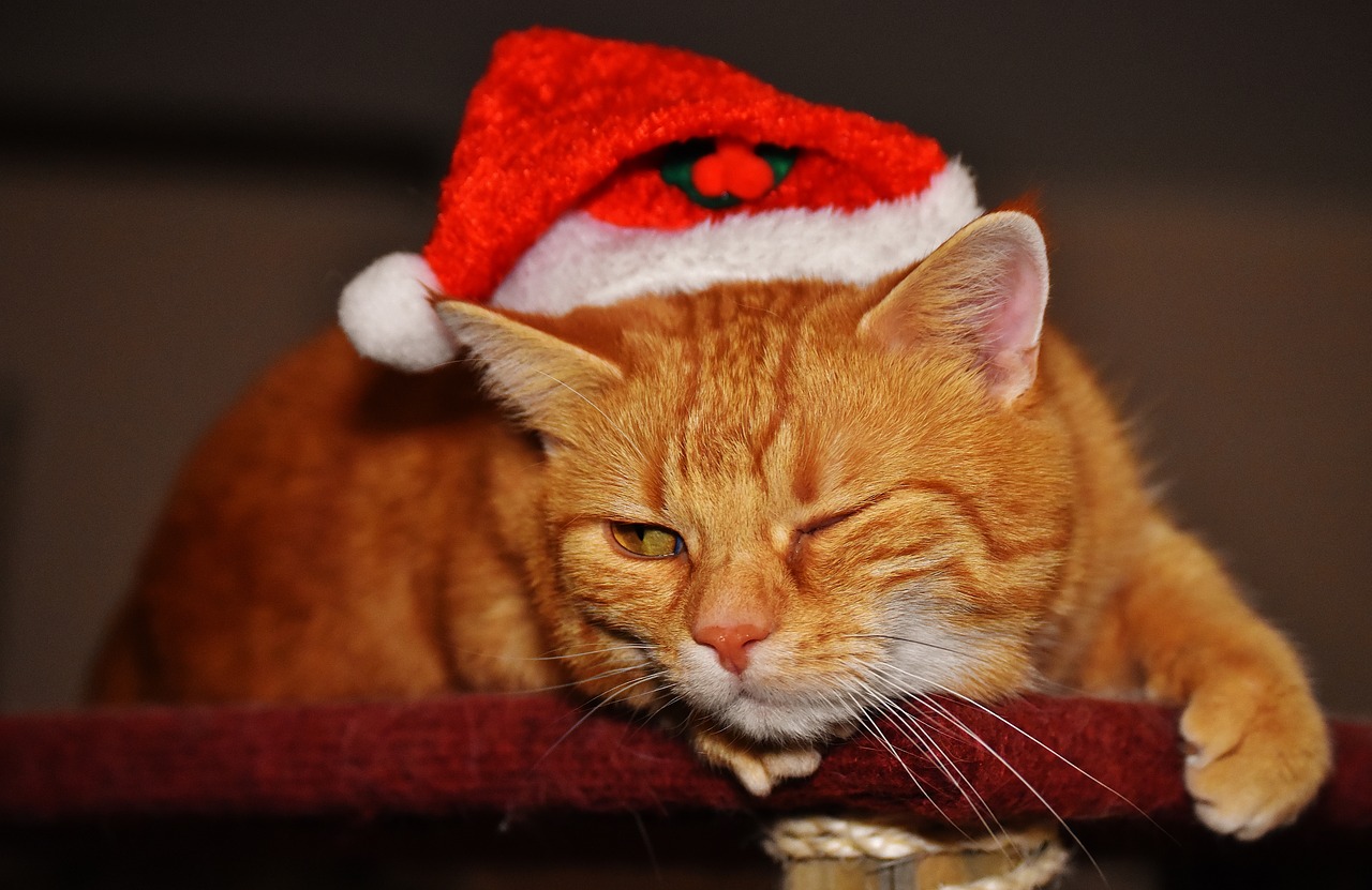 cat red christmas free photo