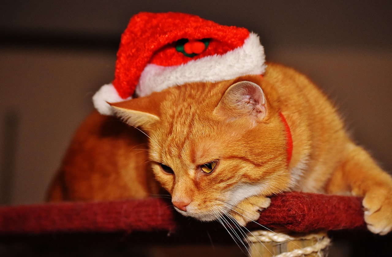 cat red christmas free photo