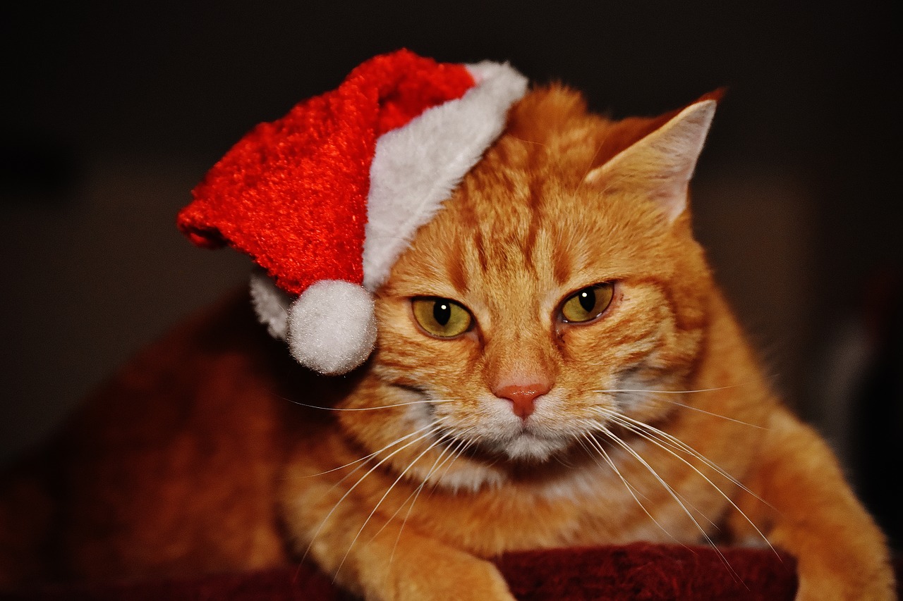 cat red christmas free photo