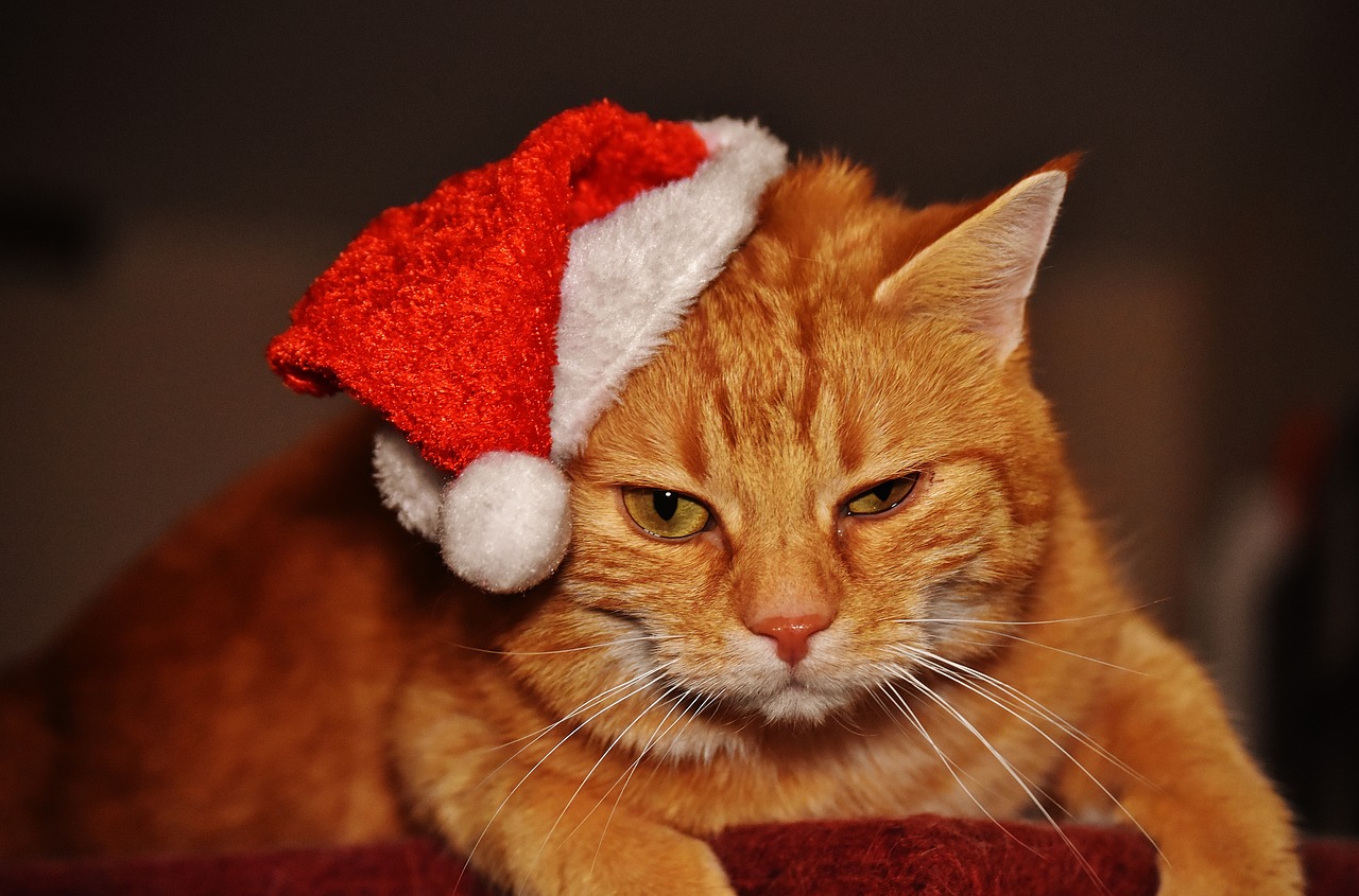 cat red christmas free photo