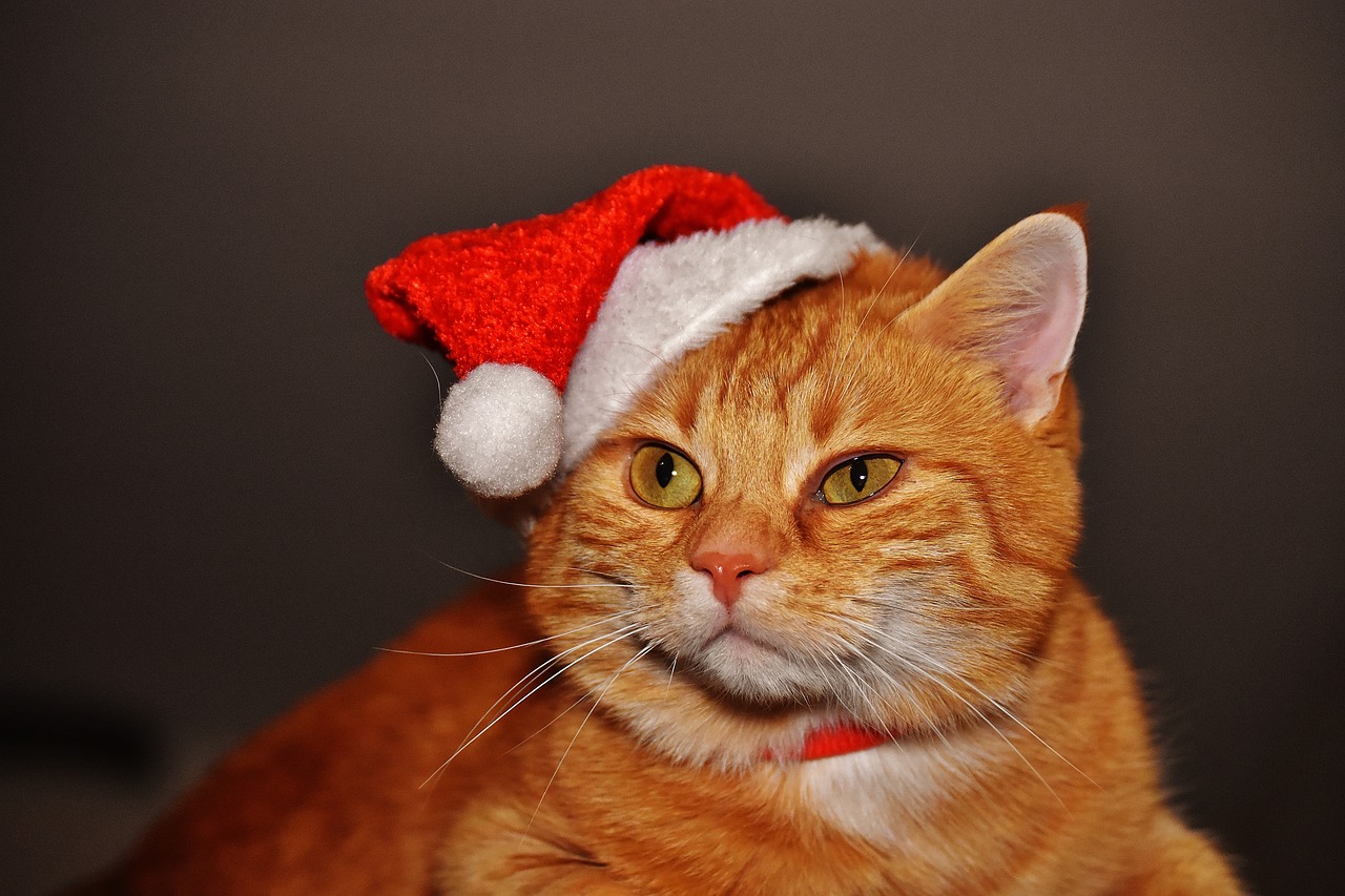 cat red christmas free photo