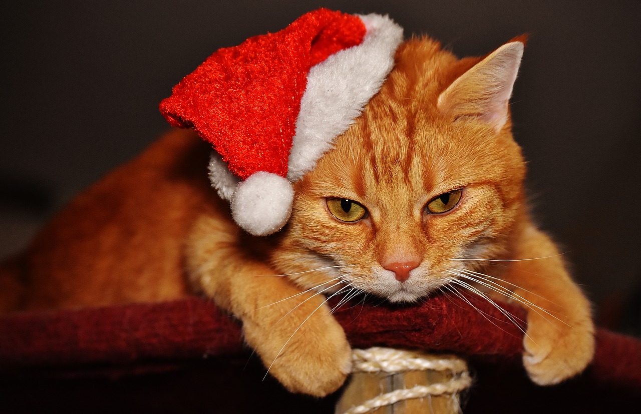 cat red christmas free photo