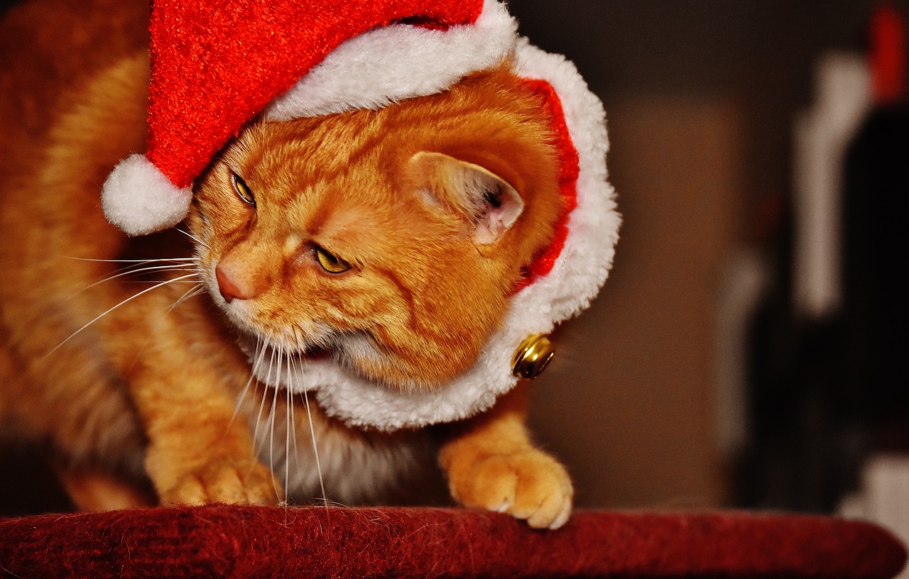 cat red christmas free photo