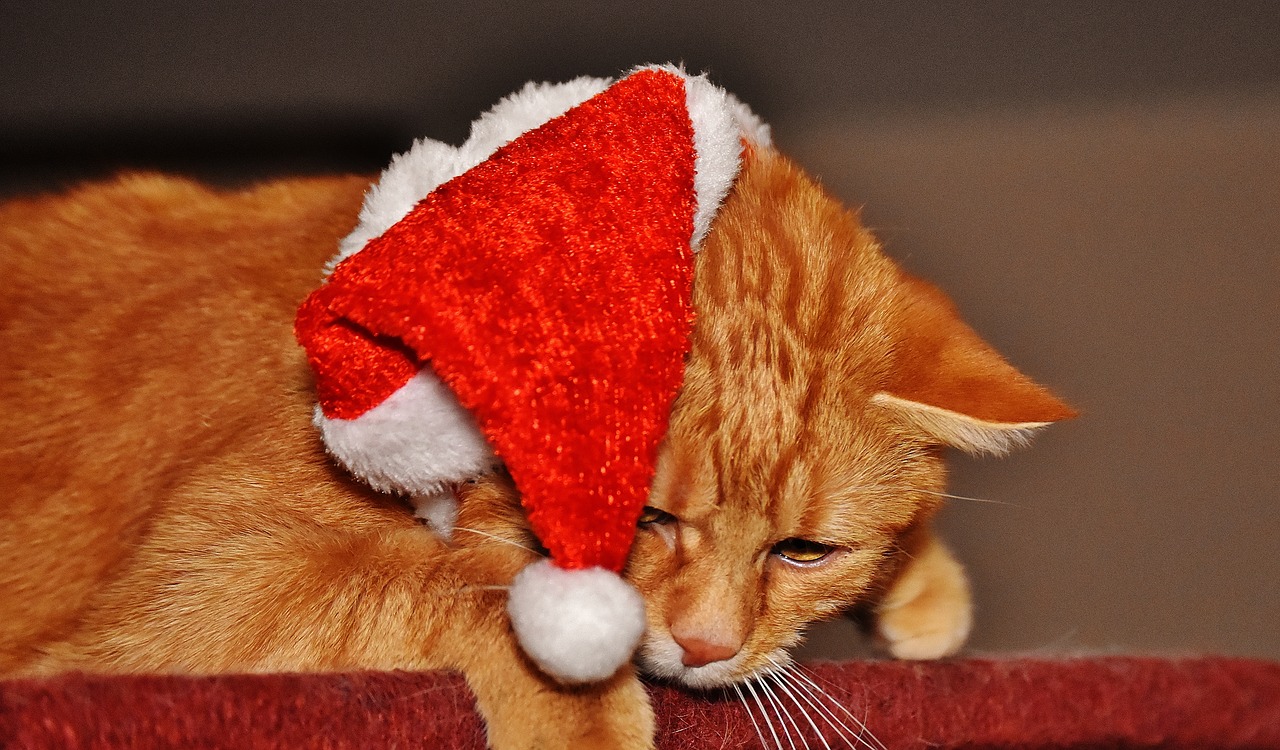 cat red christmas free photo