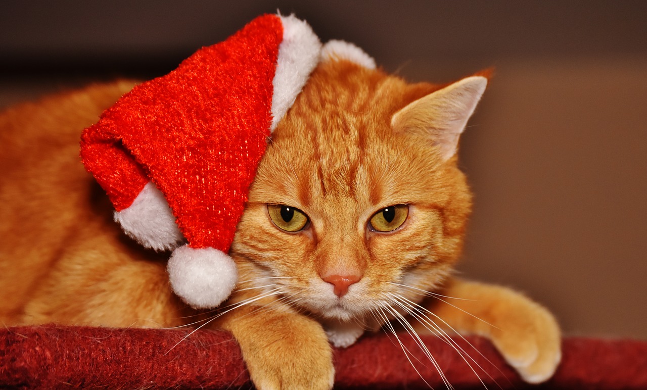 cat red christmas free photo