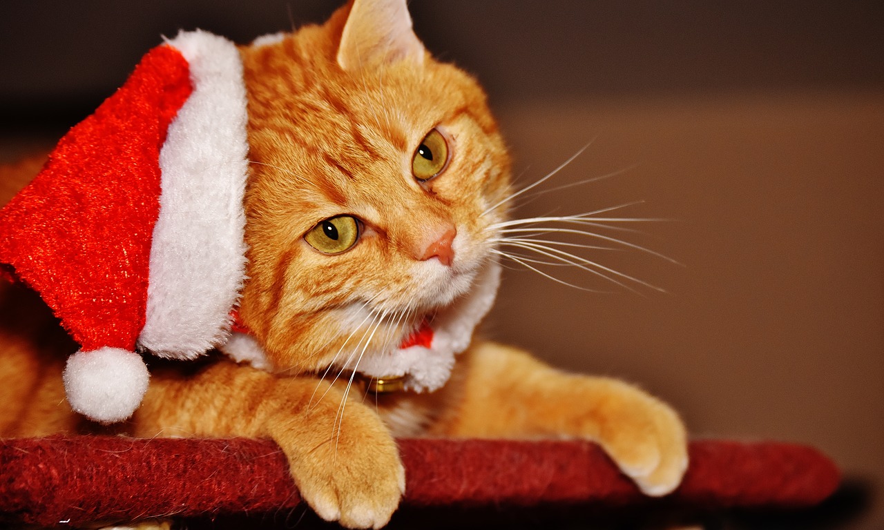 cat red christmas free photo