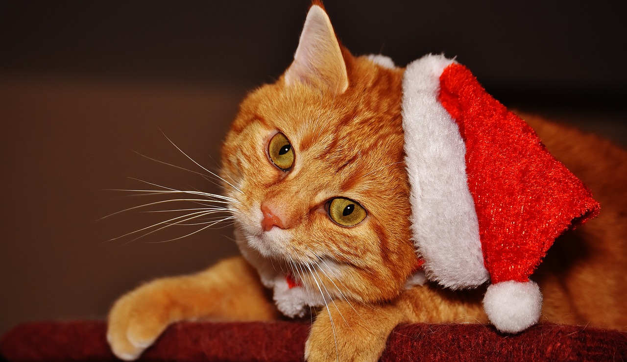 cat red santa hat free photo