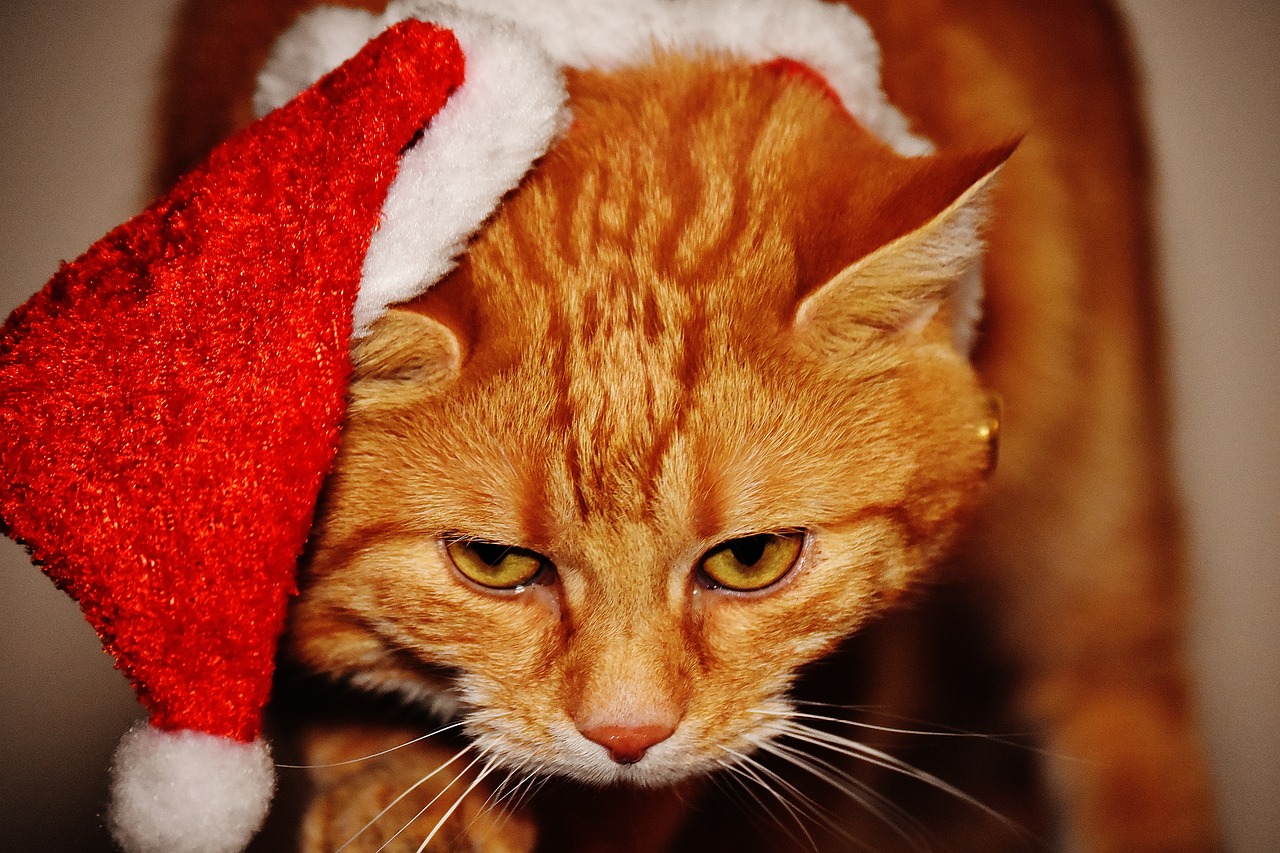 cat red christmas free photo