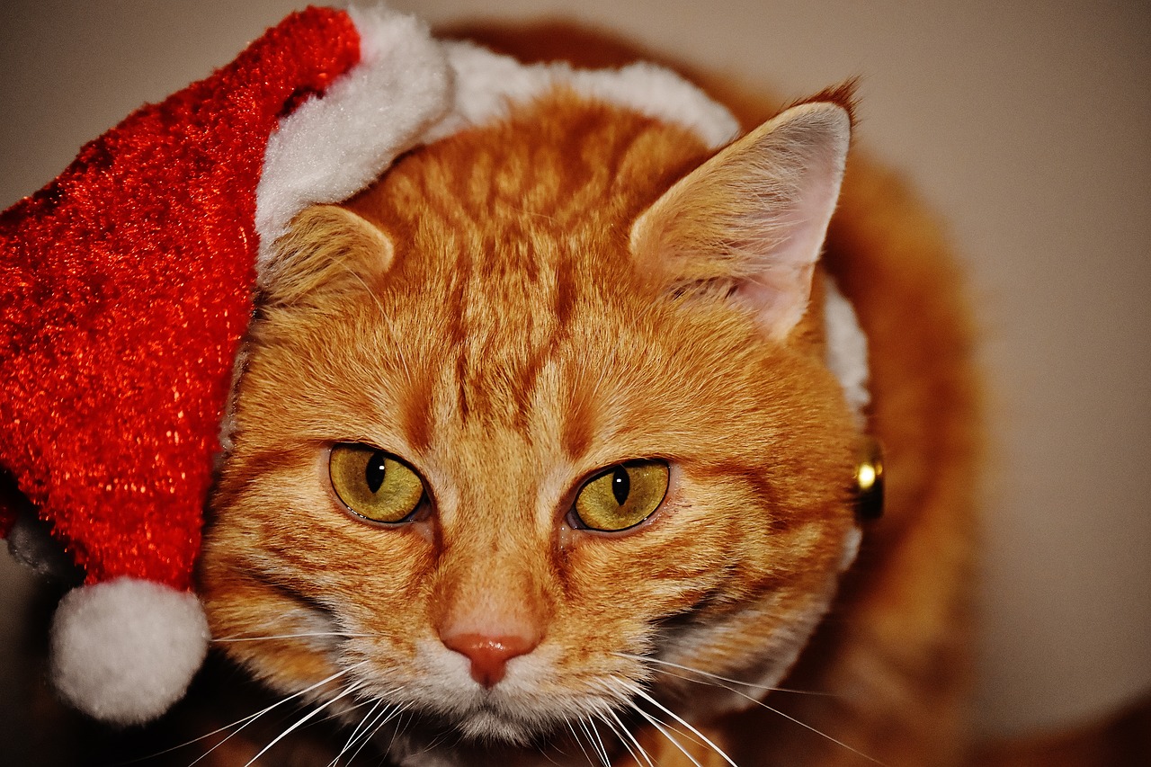 cat red christmas free photo