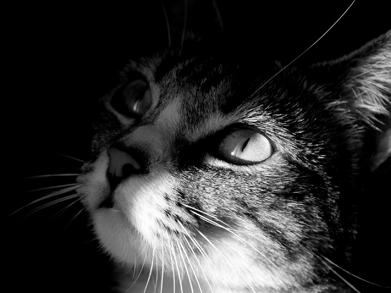 cat feline portrait free photo