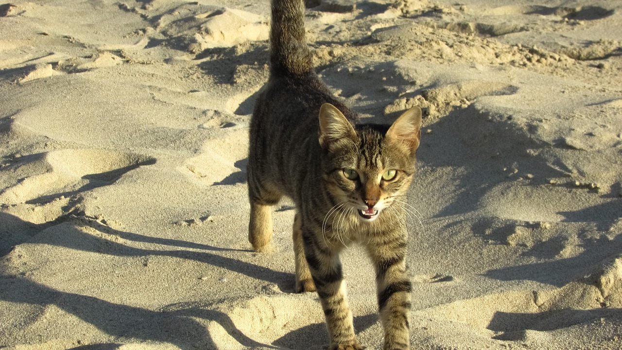 cat stray beach free photo