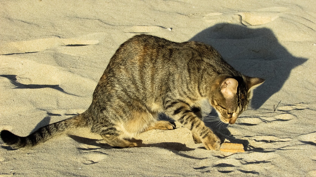 cat stray beach free photo