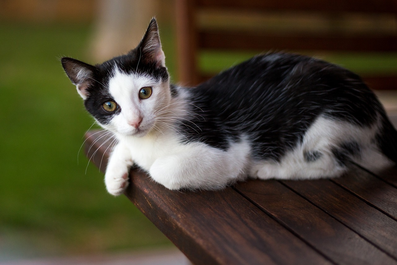 cat table animal free photo