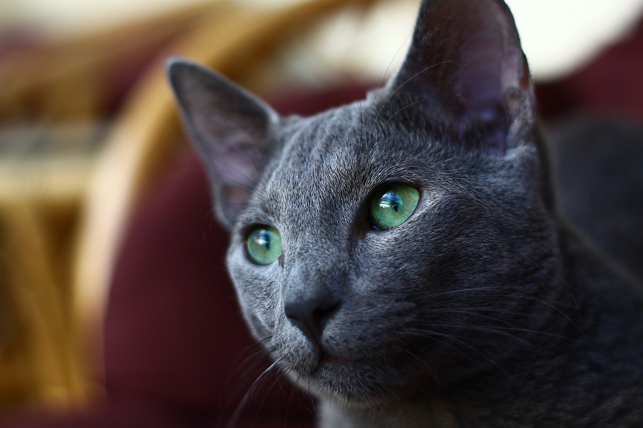 cat russian blue free photo