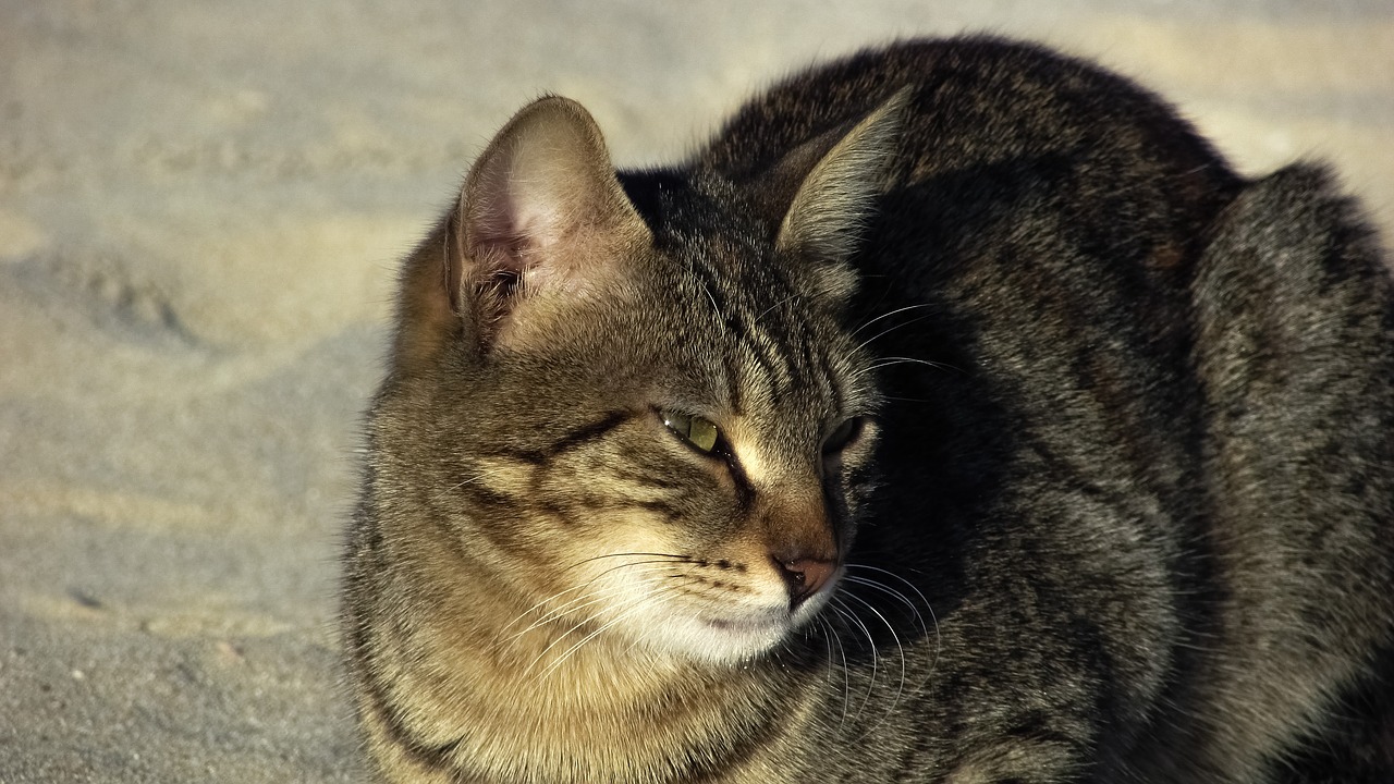 cat stray beach free photo