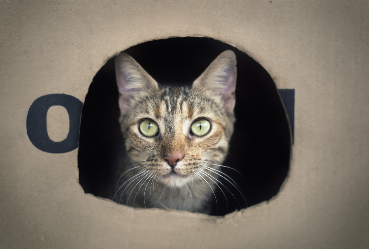cat box feline free photo