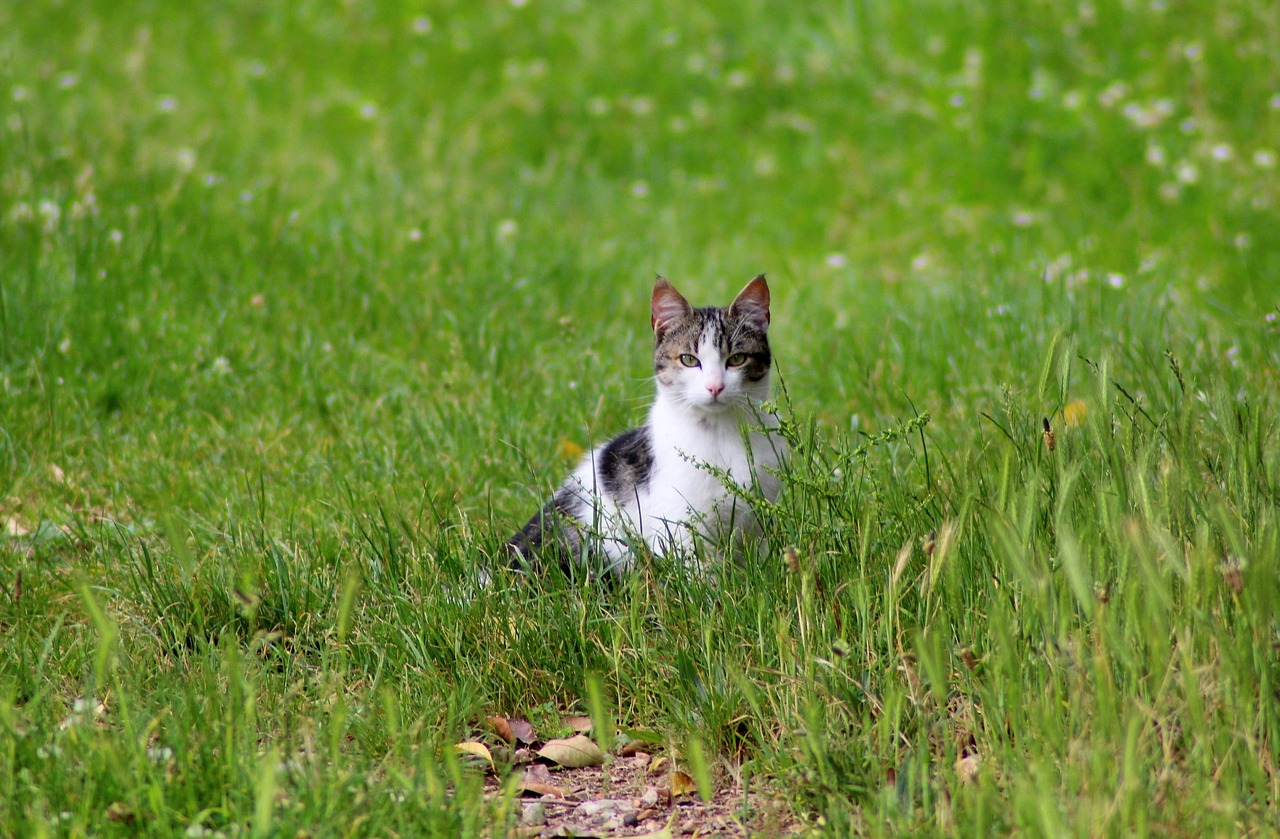 cat herbs animal free photo