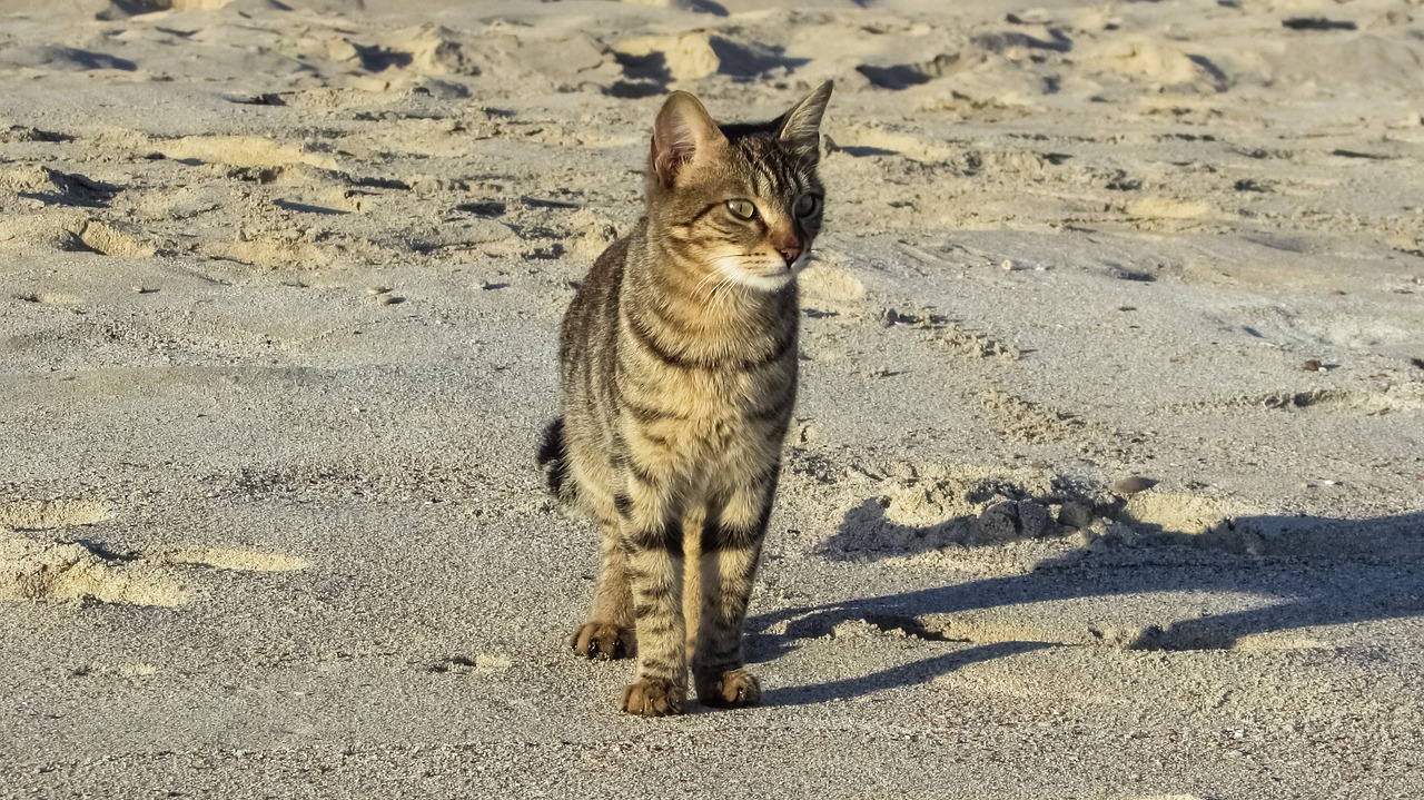 cat stray beach free photo