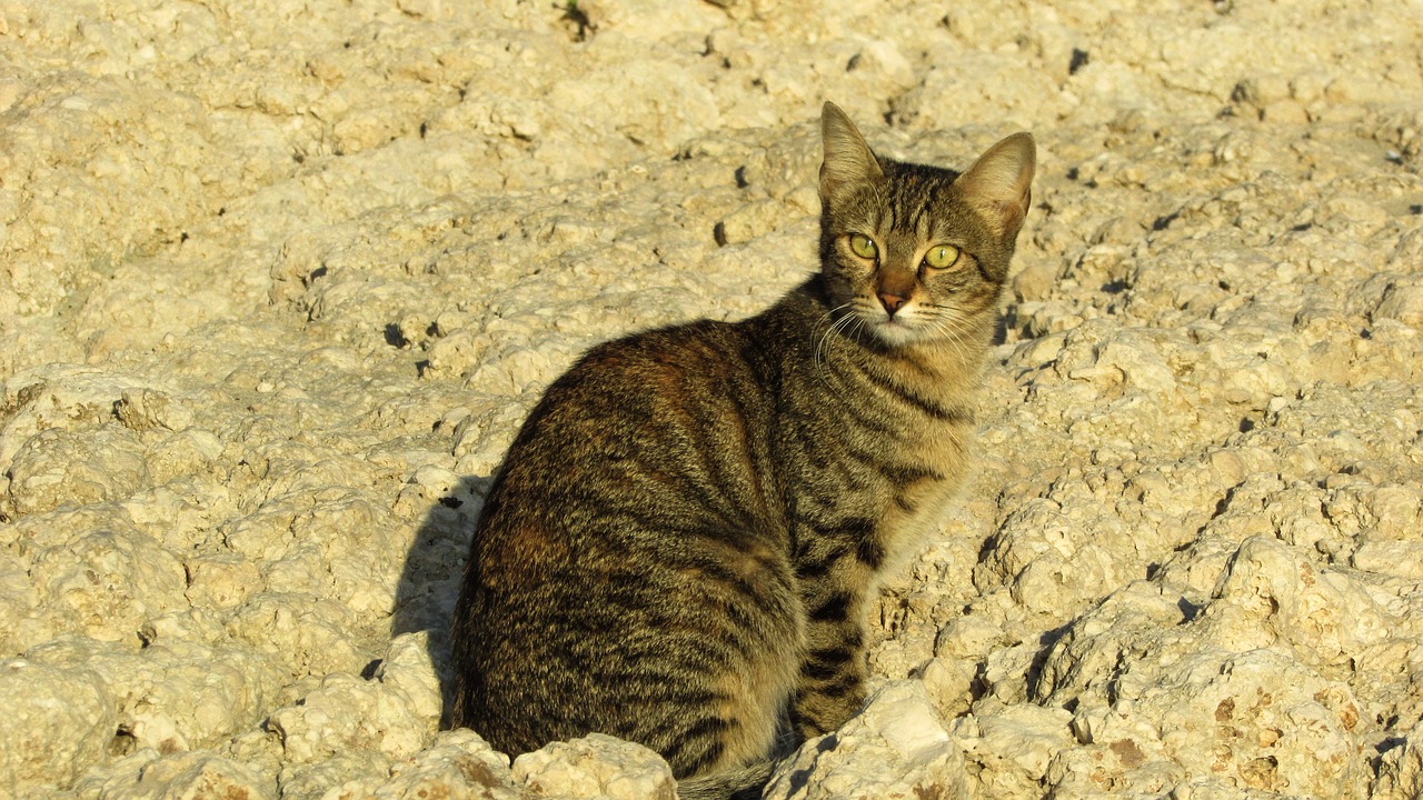 cat stray beach free photo