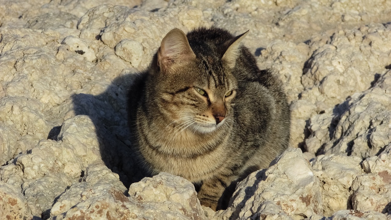 cat stray beach free photo