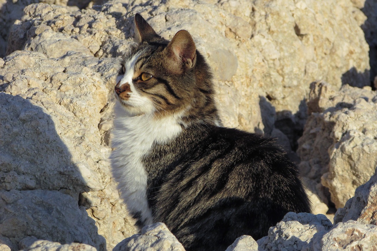 Download free photo of Cat,stray,beach,animal,cute - from needpix.com