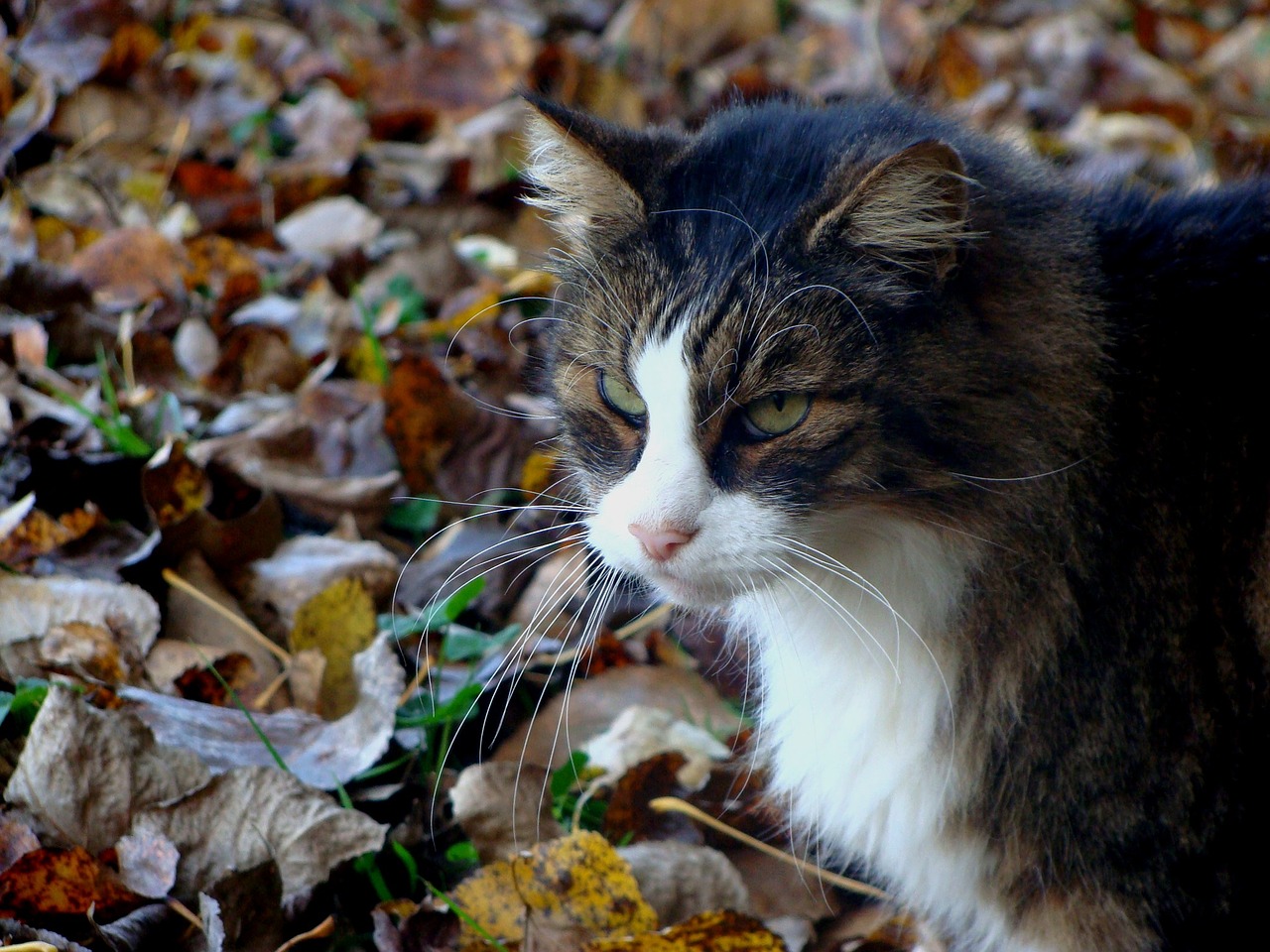 cat fall nature free photo