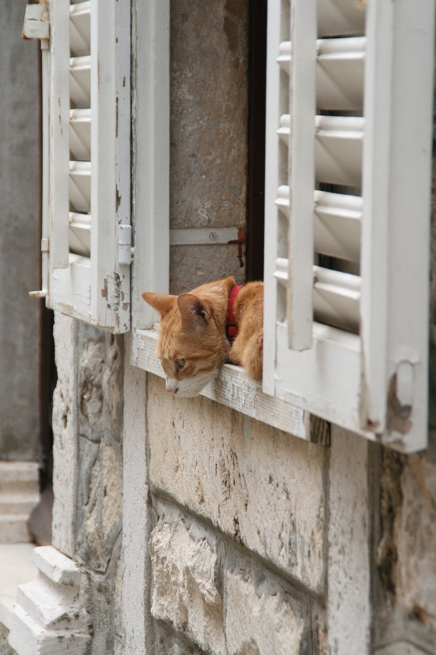 cat window curiosity free photo