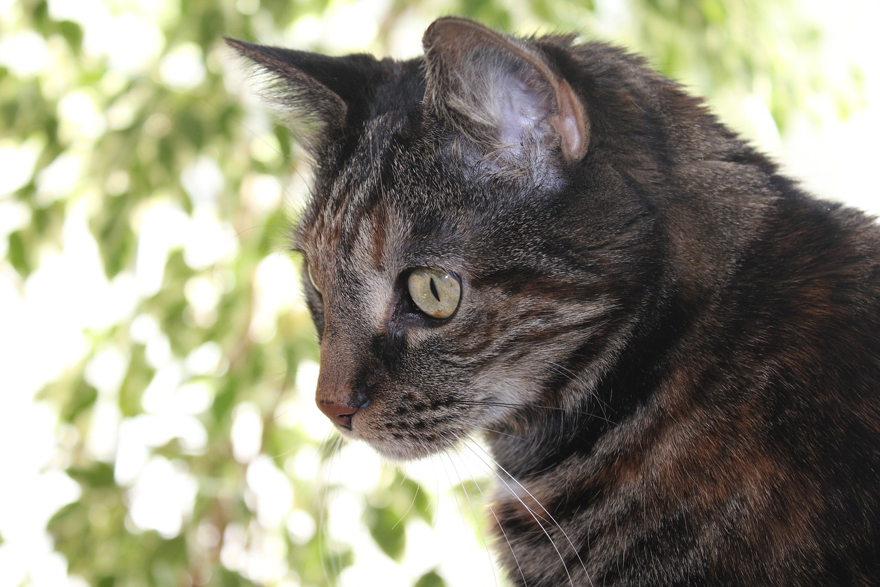 cat domestic cat head free photo