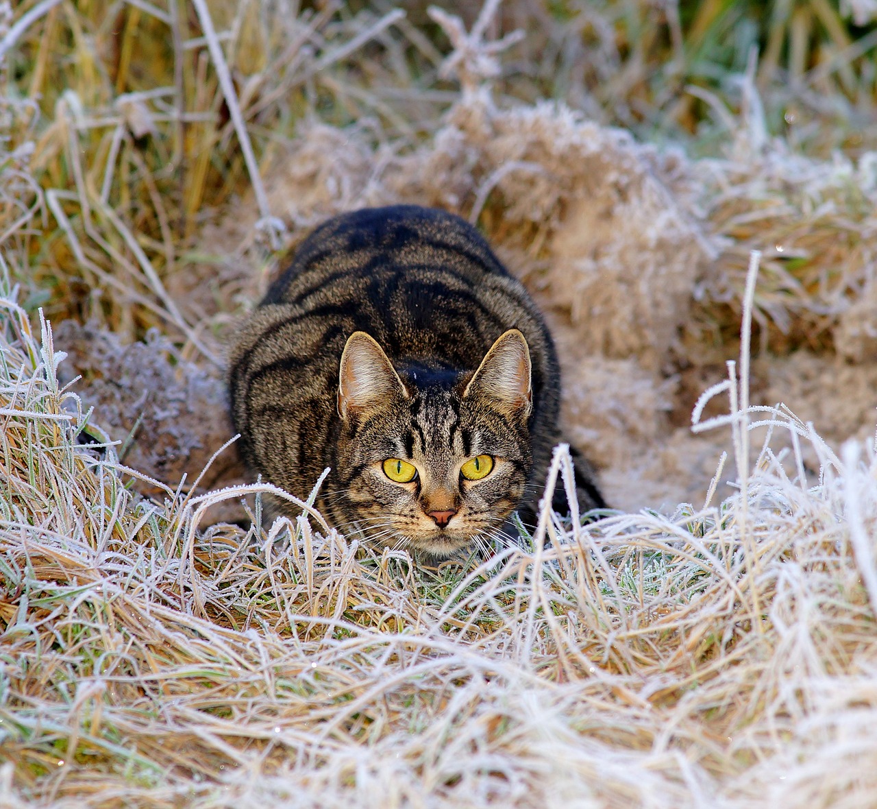 cat hunter lurking free photo