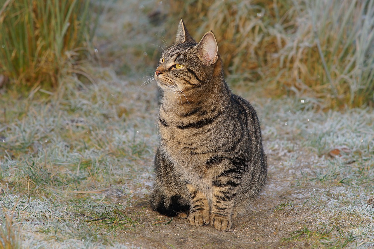 cat pet winter free photo