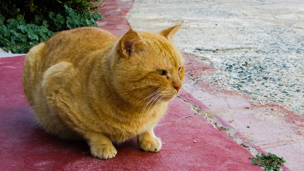 cat stray red free photo