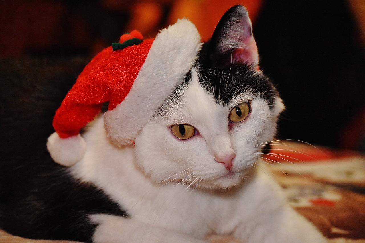 cat christmas santa hat free photo