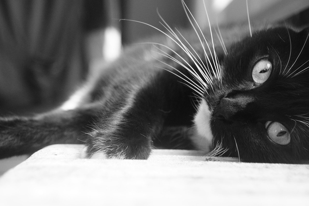 cat black white free photo