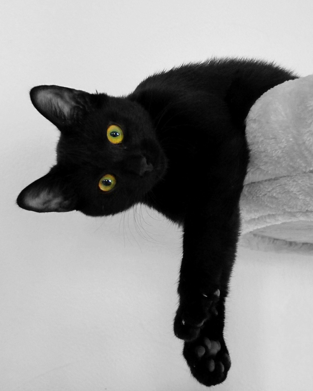 cat black cat cat's eyes free photo