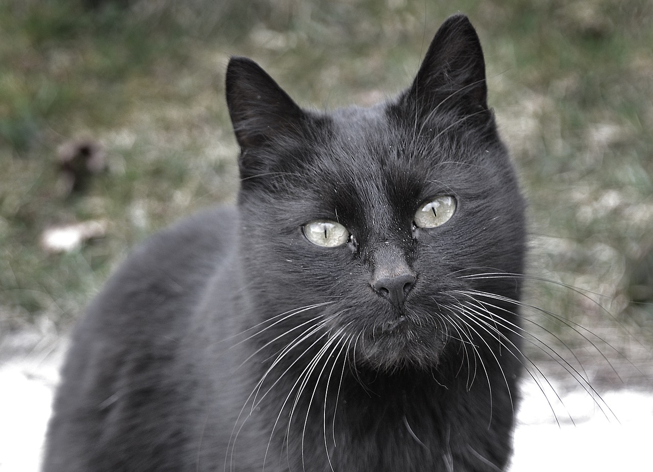 cat black view free photo