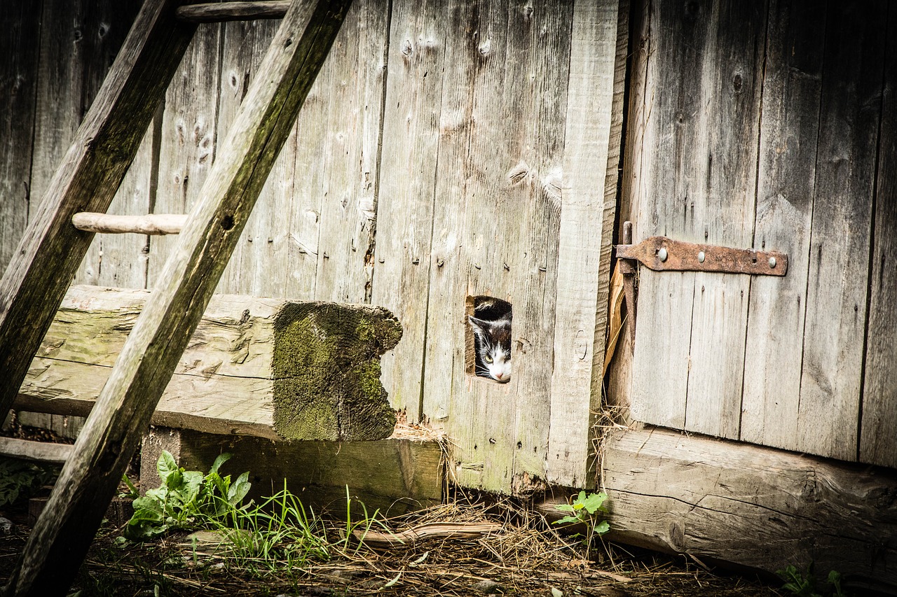 cat hidden cat wooden barn free photo