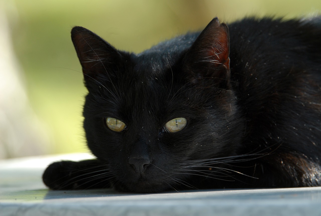 cat black cat mieze free photo