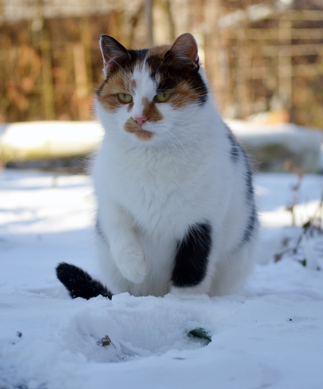 cat snow winter free photo