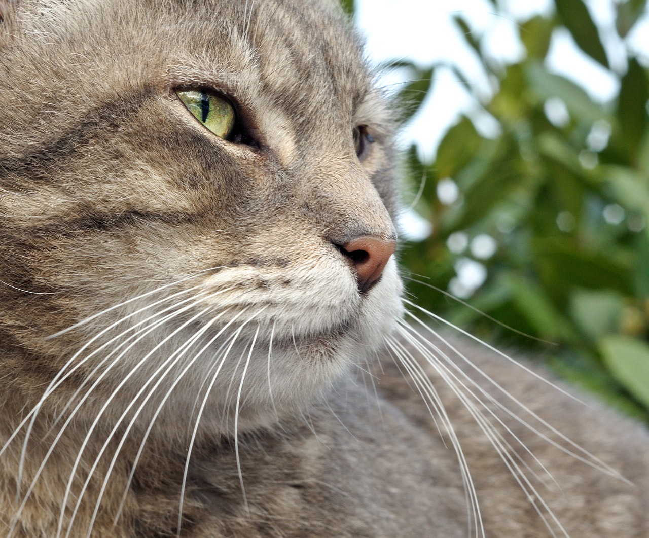 cat close up tabby free photo