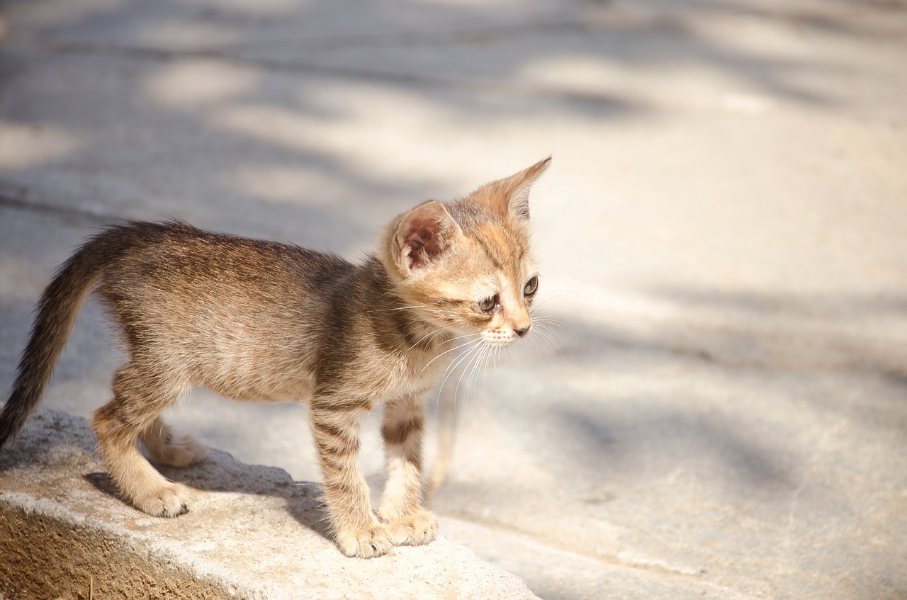 cat baby kitten free photo