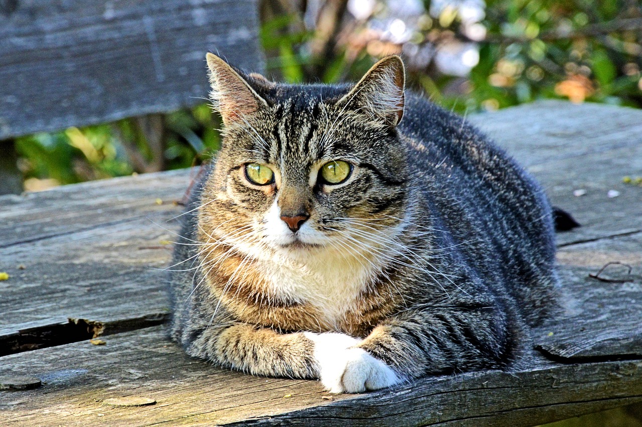 cat mackerel sunning free photo